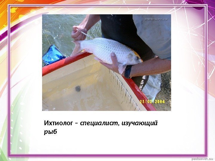 Ихтиолог – специалист, изучающий рыб. 