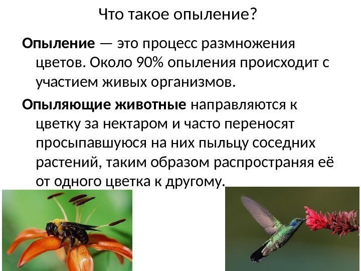 Что такое опыление? Опыление — это процесс размножения цветов. Около 90 опыления происходит с