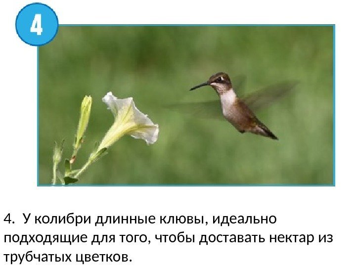 4.  У колибри длинные клювы, идеально подходящие для того, чтобы доставать нектар из