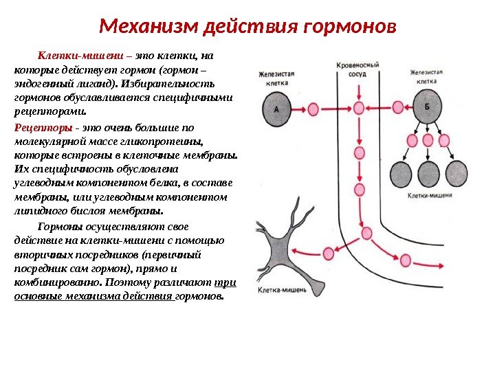 Механизм действия гормонов Клетки-мишени – это клетки, на которые действует гормон (гормон – эндогенный