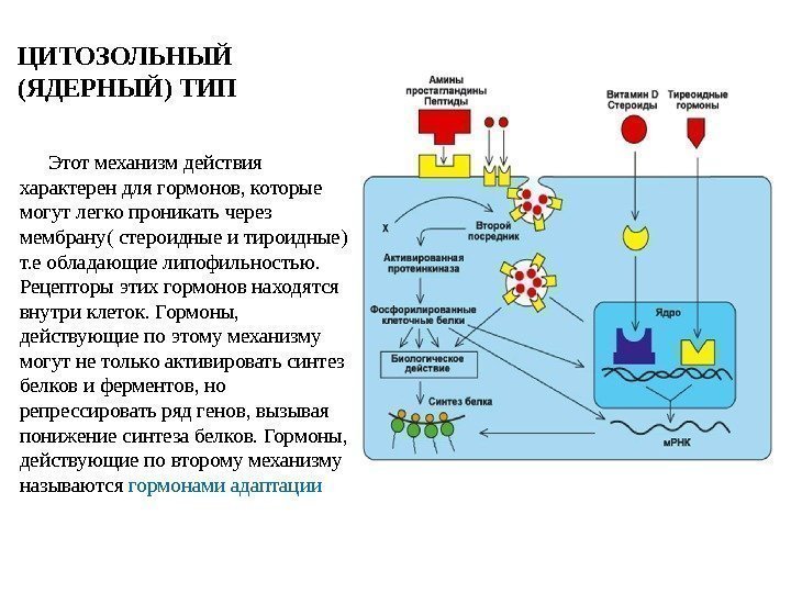 Этот механизм действия характерен для гормонов, которые могут легко проникать через мембрану( стероидные и