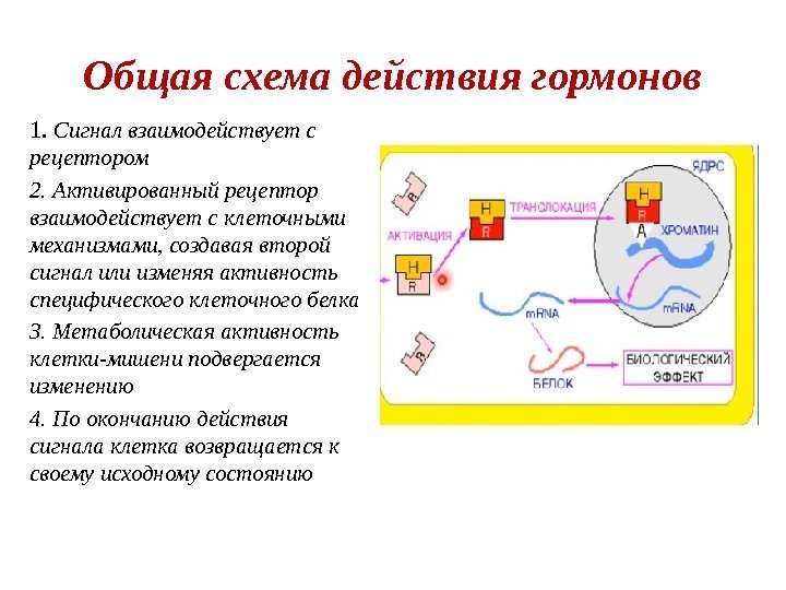 Общая схема действия гормонов 1.  Сигнал взаимодействует с рецептором 2. Активированный рецептор взаимодействует