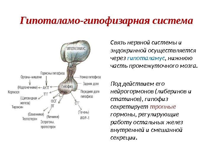 Гипоталамо-гипофизарная система Связь нервной системы и эндокринной осуществляется через гипоталамус , нижнюю часть промежуточного