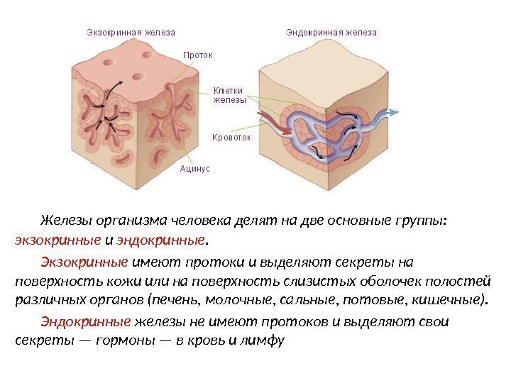 Железы организма человека делят на две основные группы:  экзокринные и эндокринные.  Экзокринные