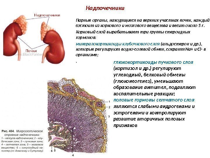 Надпочечники Парные органы, находящиеся на верхних участках почек, каждый состоит из коркового и мозгового