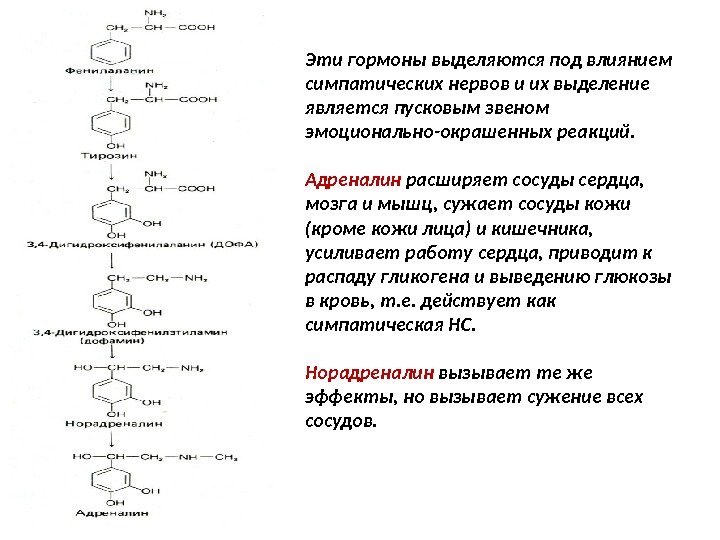 Эти гормоны выделяются под влиянием симпатических нервов и их выделение является пусковым звеном эмоционально-окрашенных