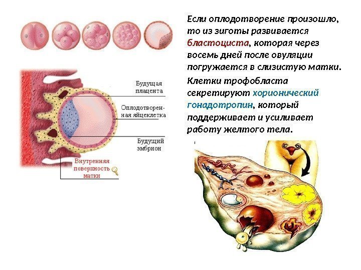 Если оплодотворение произошло,  то из зиготы развивается бластоциста , которая через восемь дней