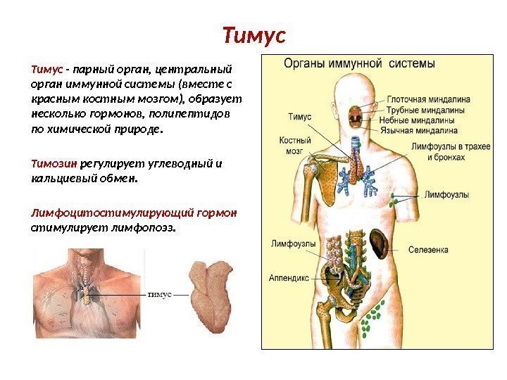 Тимус - парный орган, центральный орган иммунной системы (вместе с красным костным мозгом), образует