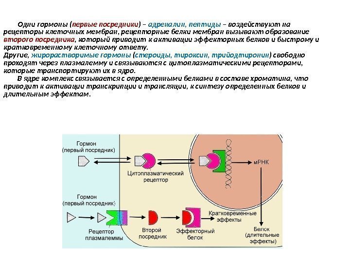 Одни гормоны ( первые посредники ) – адреналин, пептиды – воздействуют на рецепторы клеточных