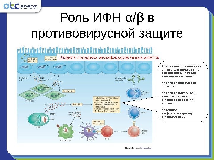 Роль ИФН α / β в противовирусной защите Защита соседних неинфицированных клеток Усиливают презентацию