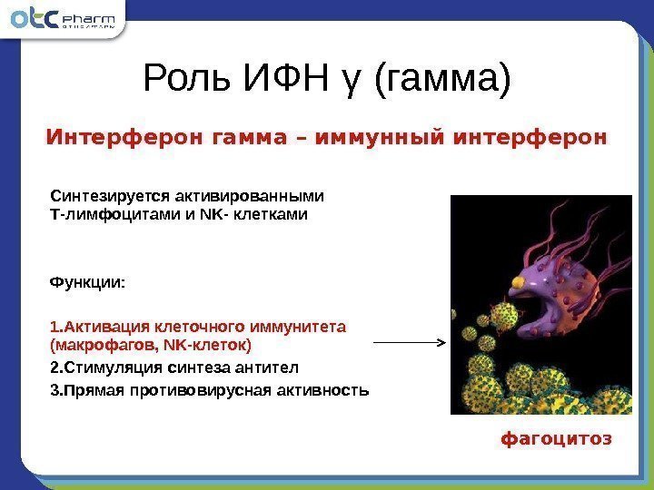 Синтезируется активированными Т-лимфоцитами и NK - клетками Функции: 1. Активация клеточного иммунитета (макрофагов, 