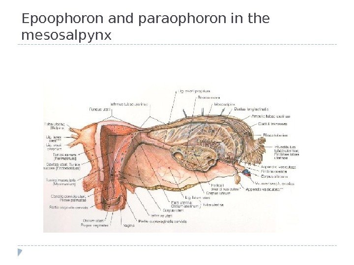 Epoophoron and paraophoron in the mesosalpynx 