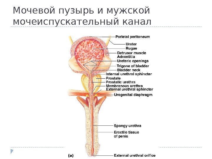 Мочевой пузырь и мужской мочеиспускательный канал 