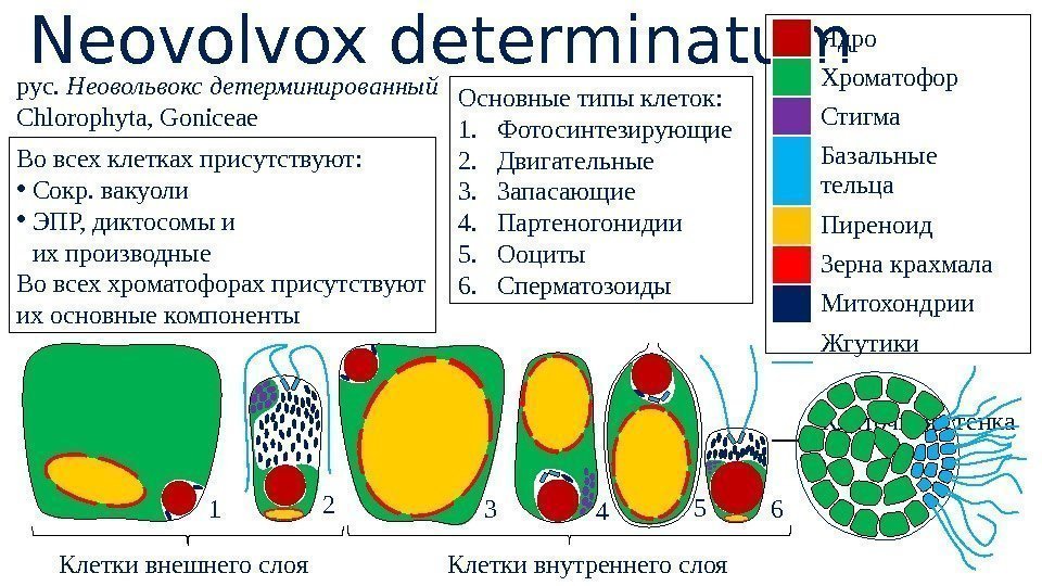  Neovolvox determinatum рус.  Неовольвокс детерминированный Chlorophyta, Goniceae Основные типы клеток: 1. Фотосинтезирующие