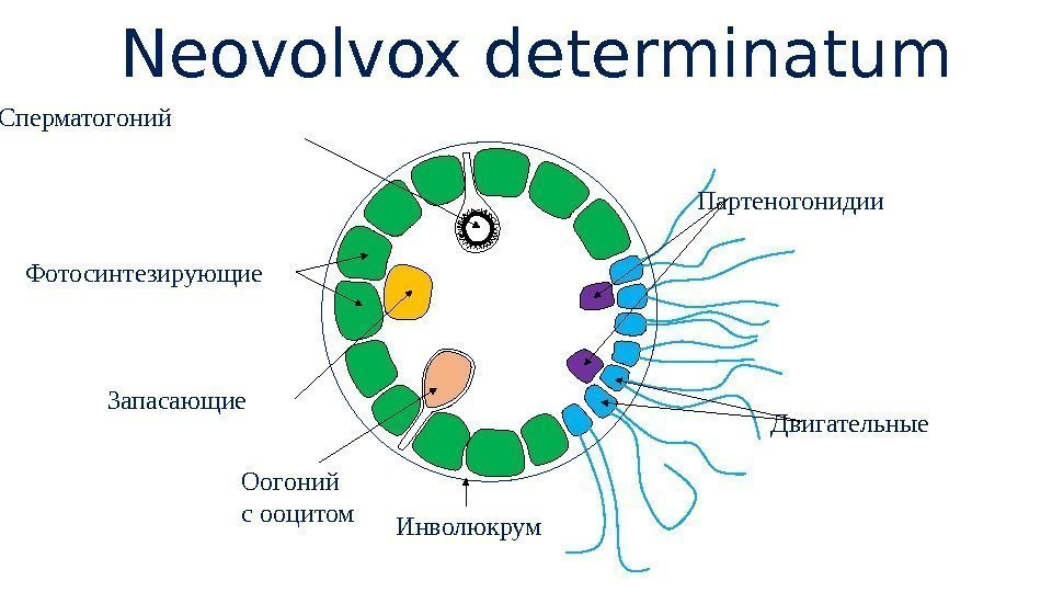  Neovolvox determinatum Фотосинтезирующие Двигательные. Запасающие Партеногонидии Оогоний с ооцитом Сперматогоний Инволюкрум 