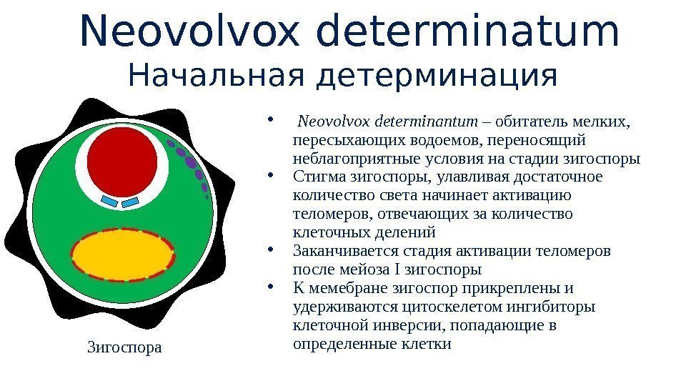  Neovolvox determinatum Начальная детерминация Зигоспора •  Neovolvox determinantum – обитатель мелких, 