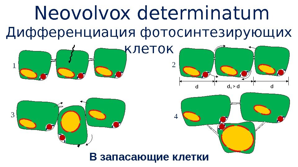  Neovolvox determinatum Дифференциация фотосинтезирующих клеток 1 43 d dd₁  d 2 В