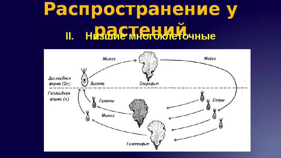 Распространение у растений II. Низшие многоклеточные 