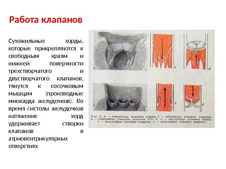 Работа клапанов Сухожильные хорды,  которые прикрепляются к свободным краям и нижней поверхности трехстворчатого