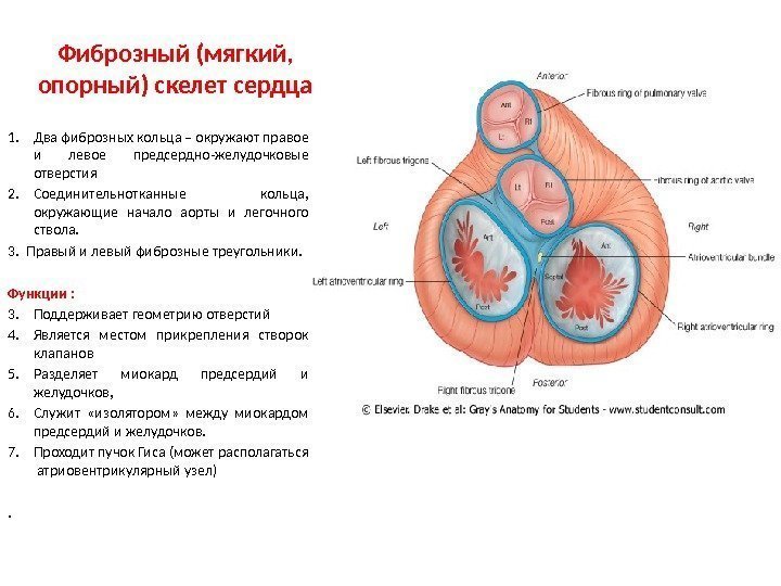 Фиброзный (мягкий,  опорный) скелет сердца 1. Два фиброзных кольца – окружают правое и