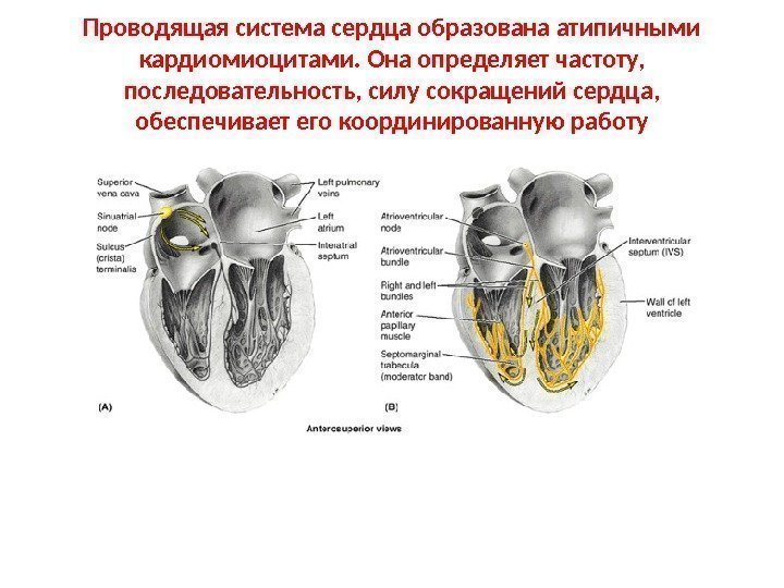 Проводящая система сердца образована атипичными кардиомиоцитами. Она определяет частоту,  последовательность, силу сокращений сердца,