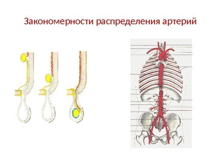 Закономерности распределения артерий 