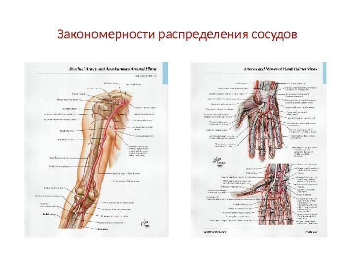 Закономерности распределения сосудов 