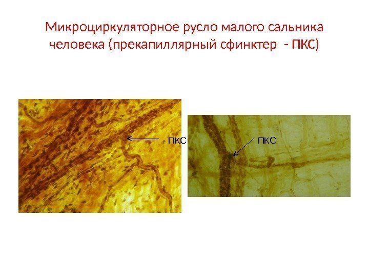 Микроциркуляторное русло малого сальника человека (прекапиллярный сфинктер - ПКС) ПКСПКС 