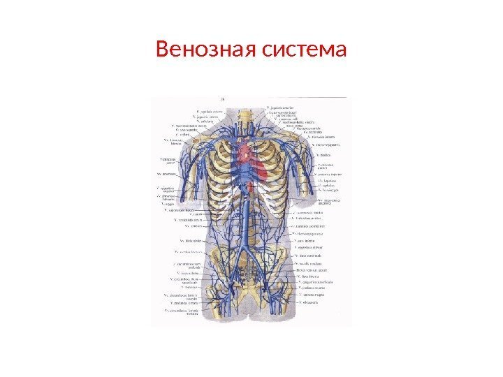 Венозная система 