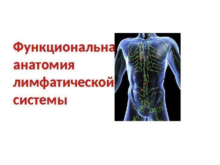 Функциональная анатомия лимфатической системы 