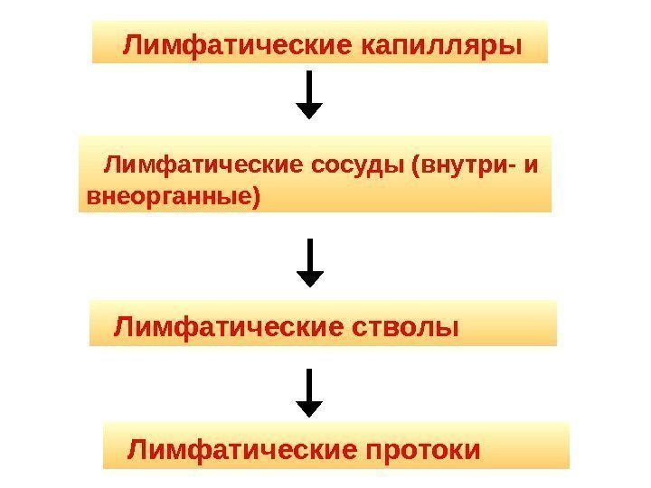   Лимфатические капилляры  Лимфатические сосуды (внутри- и внеорганные)  Лимфатические стволы 