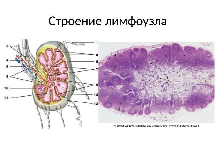 Строение лимфоузла 