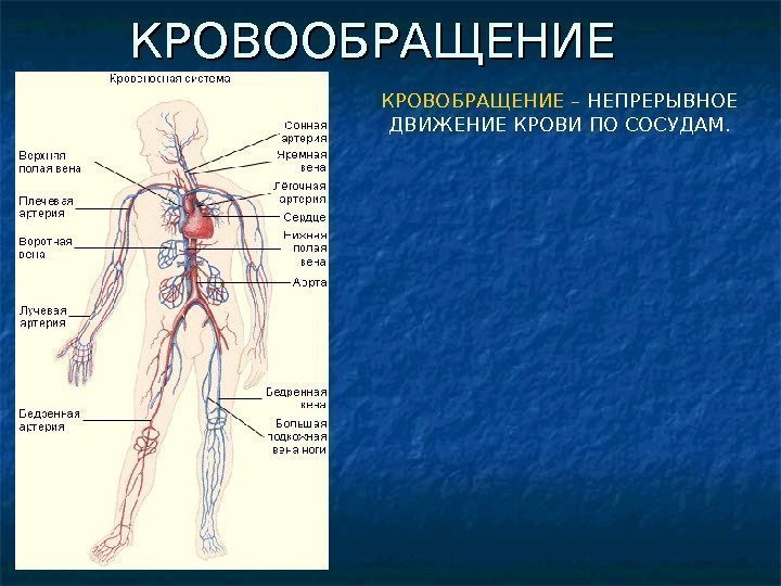 КРОВООБРАЩЕНИЕ КРОВОБРАЩЕНИЕ – НЕПРЕРЫВНОЕ ДВИЖЕНИЕ КРОВИ ПО СОСУДАМ. 