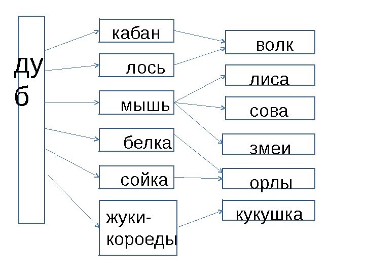 ду б кабан лось мышь белка сойка жуки- короеды волк лиса сова змеи орлы