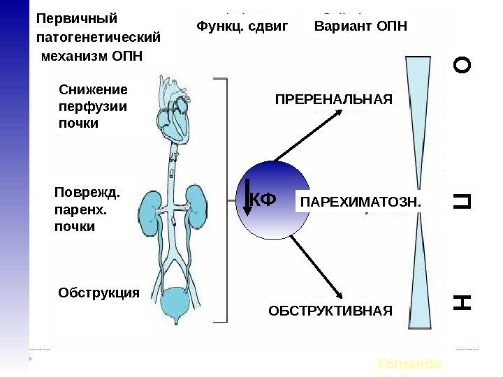 Fernando Lia ño. Первичный патогенетический  механизм ОПН Функц. сдвиг Вариант ОПН КФСнижение перфузии