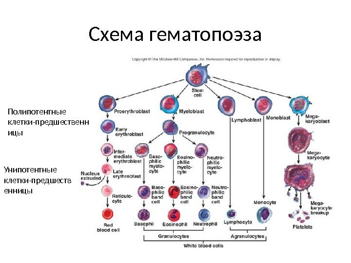 Схема гематопоэза Унипотентные клетки-предшеств енницы Полипотентные клетки-предшественн ицы 