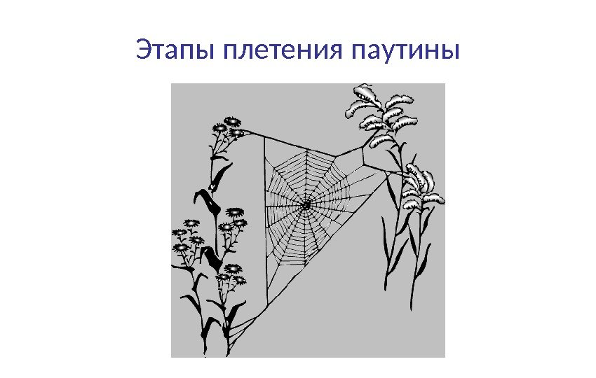 Этапы плетения паутины 