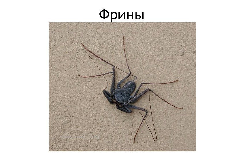 Фрины 