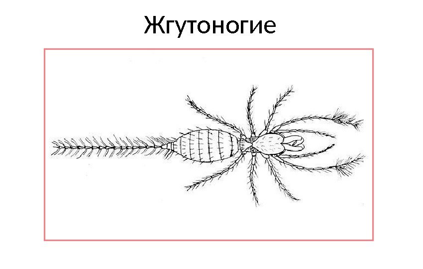 Жгутоногие 