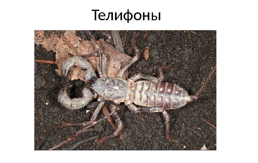 Телифоны 