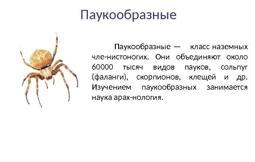 Паукообразные — класс наземных  чле-нистоногих.  Они объединяют около 60000 тысяч видов пауков,