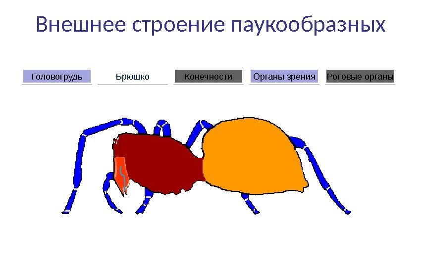 Внешнее строение паукообразных Брюшко. Головогрудь Органы зрения. Конечности Ротовые органы01 07 0 E 170610