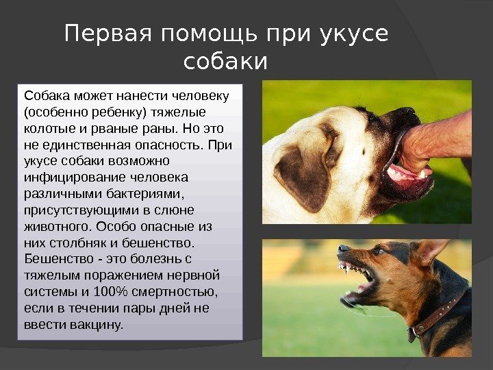 Первая помощь при укусе собаки Собака может нанести человеку (особенно ребенку) тяжелые колотые и
