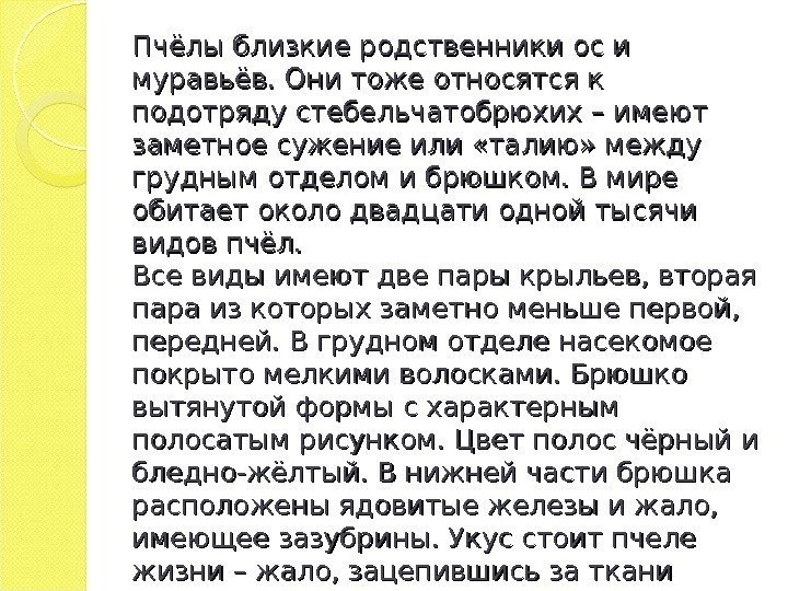 Пчёлы близкие родственники ос и муравьёв. Они тоже относятся к подотряду стебельчатобрюхих – имеют