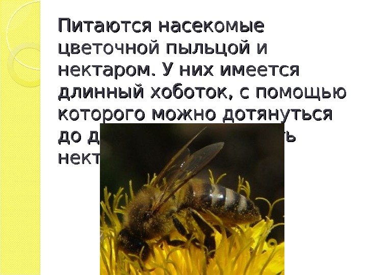 Питаются насекомые цветочной пыльцой и нектаром. У них имеется длинный хоботок, с помощью которого