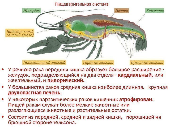  • У речного рака передняя кишка образует большое расширение - желудок, подразделяющийся на