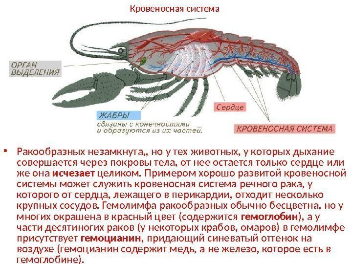  • Ракообразных незамкнута, , но у тех животных, у которых дыхание совершается через