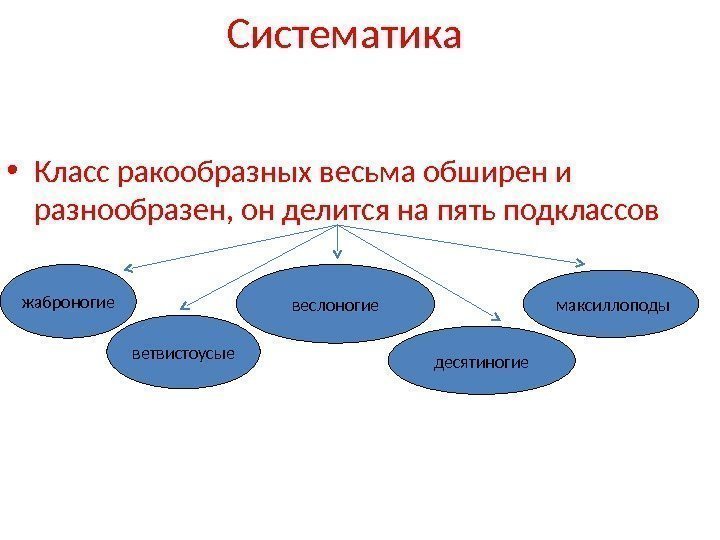  • Класс ракообразных весьма обширен и разнообразен, он делится на пять подклассов Систематика