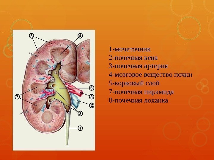 1 -мочеточник 2 -почечная вена 3 -почечная артерия 4 -мозговое вещество почки 5 -корковый