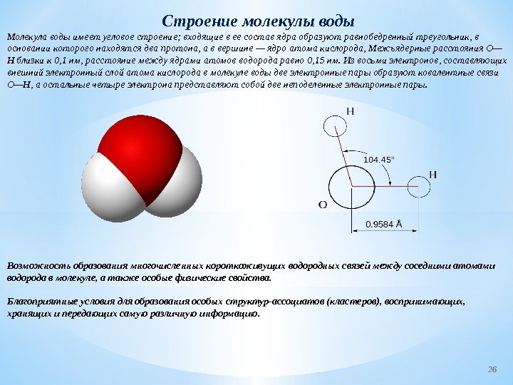 Строение молекулы воды Молекула воды имеет угловое строение; входящие в ее состав ядра образуют